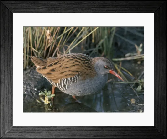 Framed Print : Water Rail - By water and reeds