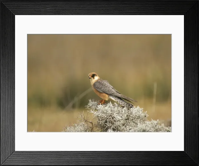 Framed Print : Red-footed Falcon Female Framed Print : Red-footed Falcon Female