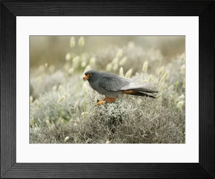 Framed Print : Red-footed Falcon Male Framed Print : Red-footed Falcon Male