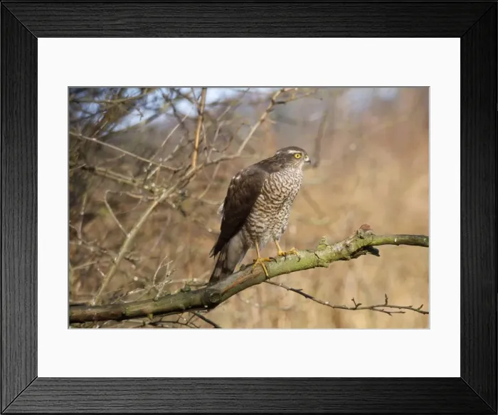 Framed Print : Sparrowhawk Framed Print : Sparrowhawk