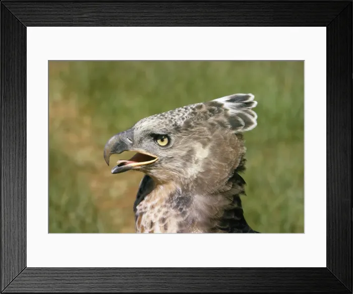 Framed Print : Crowned Eagle