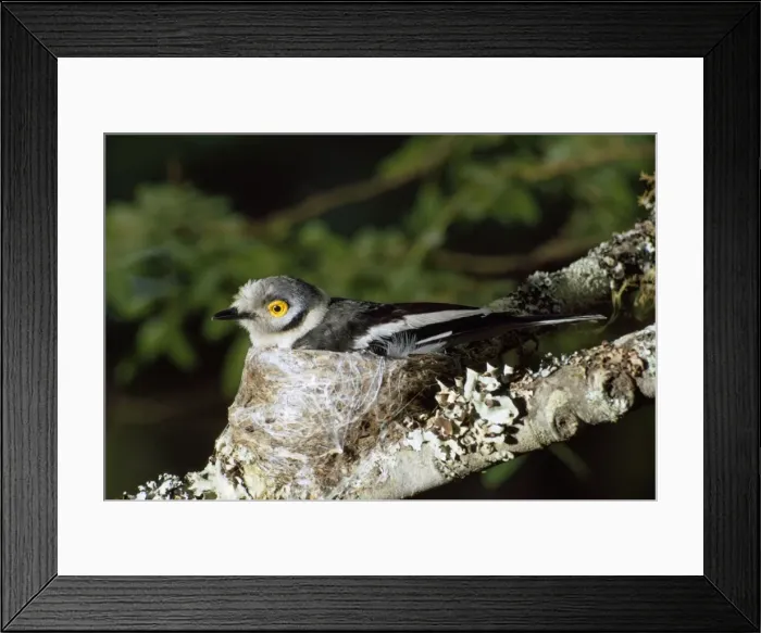 Framed Print : White Helmet Shrike Framed Print : White Helmet Shrike