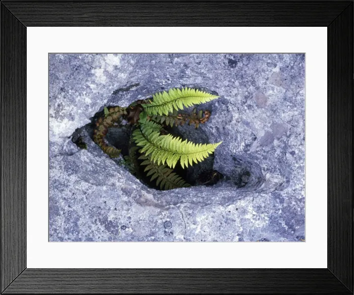 Framed Print : Hard Shield Fern - in gryke, limestone pavement Framed Print : Hard Shield Fern - in gryke, limestone pavement