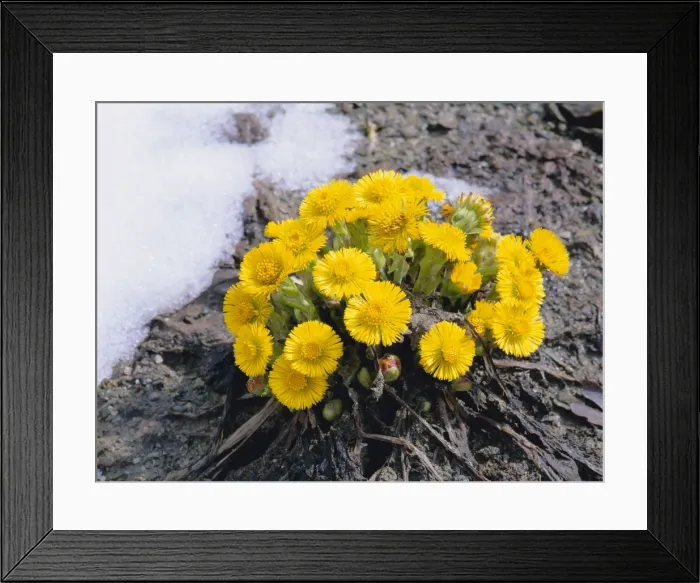 Framed Print : Coltsfoot - in the snow Framed Print : Coltsfoot - in the snow