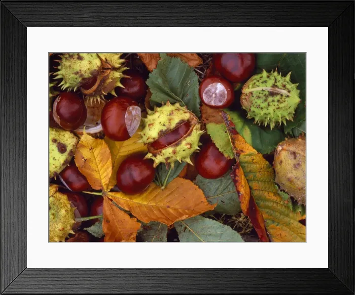 Framed Print : Horse Chestnut Framed Print : Horse Chestnut