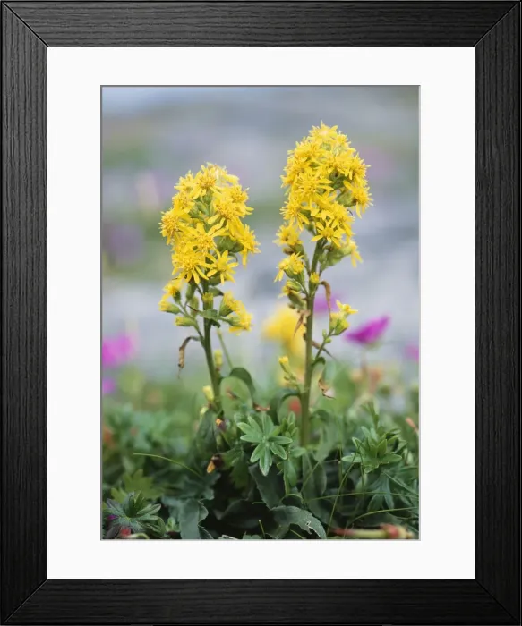 Framed Print : Golden Rod - on Limestone pavement, Burren Ireland Framed Print : Golden Rod - on Limestone pavement, Burren Ireland
