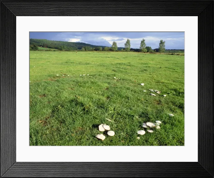 Framed Print : Horse Mushroom Fungi - growing in rings Auvergne, France Framed Print : Horse Mushroom Fungi - growing in rings Auvergne, France