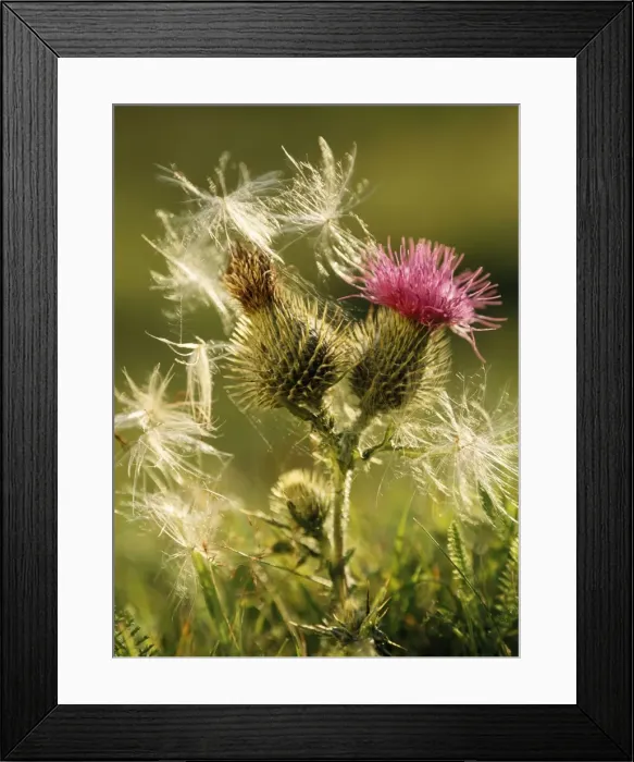 Framed Print : Spear Thistle - flower & thistledown Framed Print : Spear Thistle - flower & thistledown