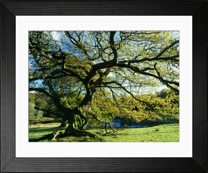 Framed Print : Old Pollard Oak Autumn colour, Mortimere Lake District, UK Framed Print : Old Pollard Oak Autumn colour, Mortimere Lake District, UK