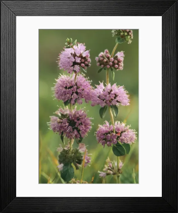Framed Print : Penny Royal New Forest Framed Print : Penny Royal New Forest