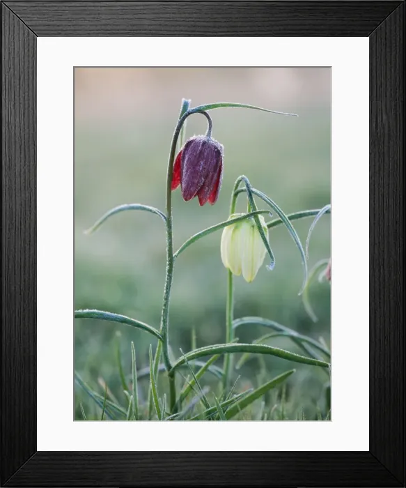Framed Print : Snake's-head Fritillaries Frosty morning, Wiltshire, UK Framed Print : Snake's-head Fritillaries Frosty morning, Wiltshire, UK