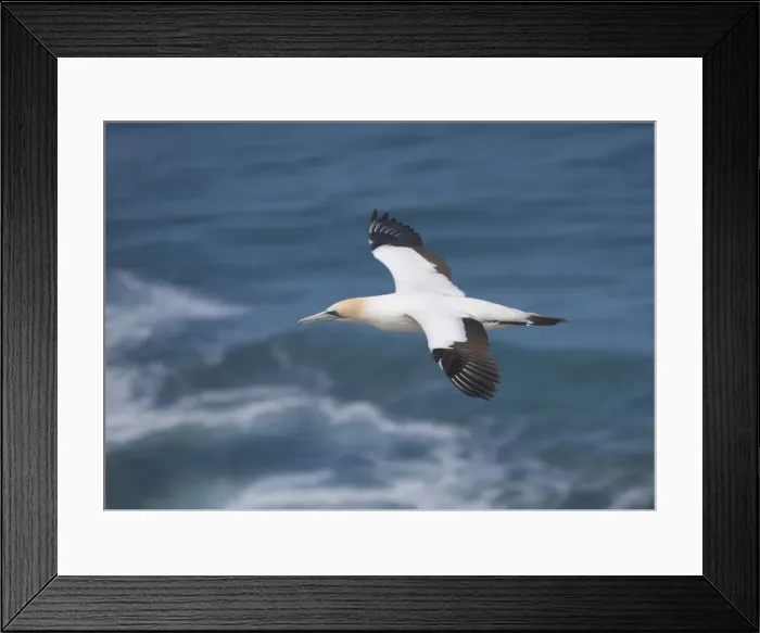 Framed Print : Australasian gannet in flight, Muriwai, North Island, New Zealand Framed Print : Australasian gannet in flight, Muriwai, North Island, New Zealand