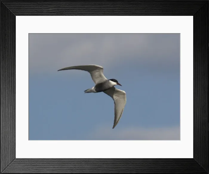 Framed Print : Whiskered Tern, in flight over lake Framed Print : Whiskered Tern, in flight over lake