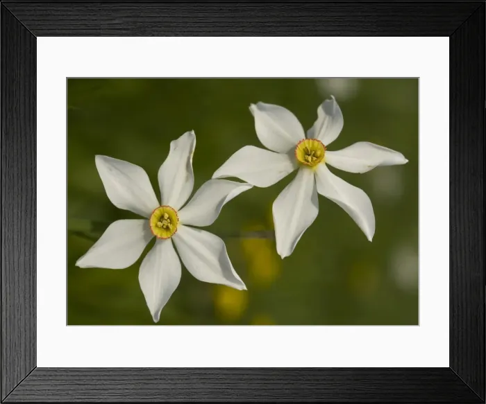 Framed Print : Pheasant's eye narcissus Framed Print : Pheasant's eye narcissus