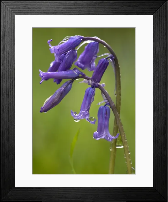 Framed Print : Bluebell flowers Framed Print : Bluebell flowers