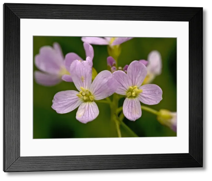 Framed Print : Cuckoo Flower Framed Print : Cuckoo Flower