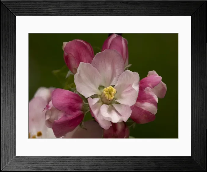 Framed Print : Crab Apple Framed Print : Crab Apple
