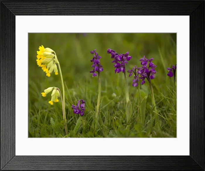 Framed Print : Green-winged Orchid Framed Print : Green-winged Orchid