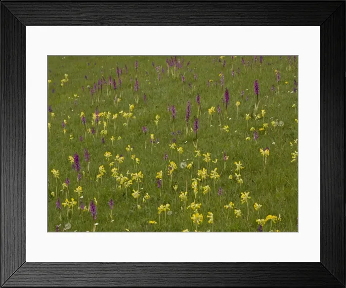 Framed Print : Hardington Moor NNR in spring, with masses of orchids and cowslips Framed Print : Hardington Moor NNR in spring, with masses of orchids and cowslips