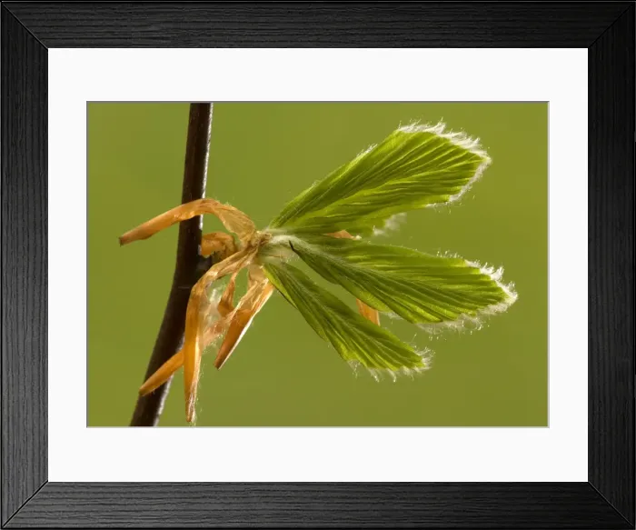 Framed Print : Beech leaves unfurling in spring Framed Print : Beech leaves unfurling in spring