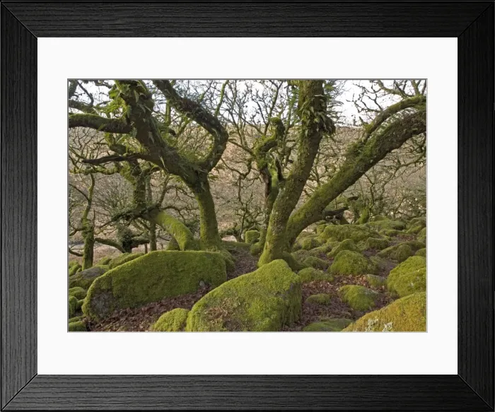 Framed Print : Wistman's wood, Devon. High altitude common oak wood with abundant epiphytes. Dartmoor Framed Print : Wistman's wood, Devon. High altitude common oak wood with abundant epiphytes. Dartmoor