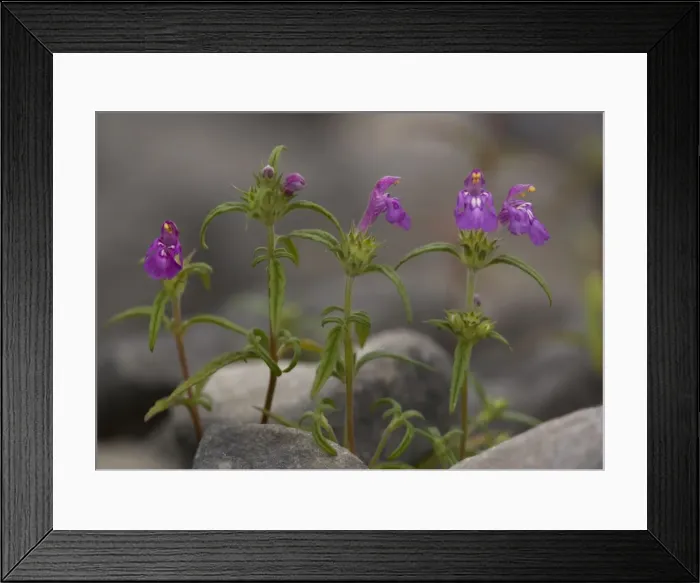 Framed Print : Red-Hemp Nettle Framed Print : Red-Hemp Nettle