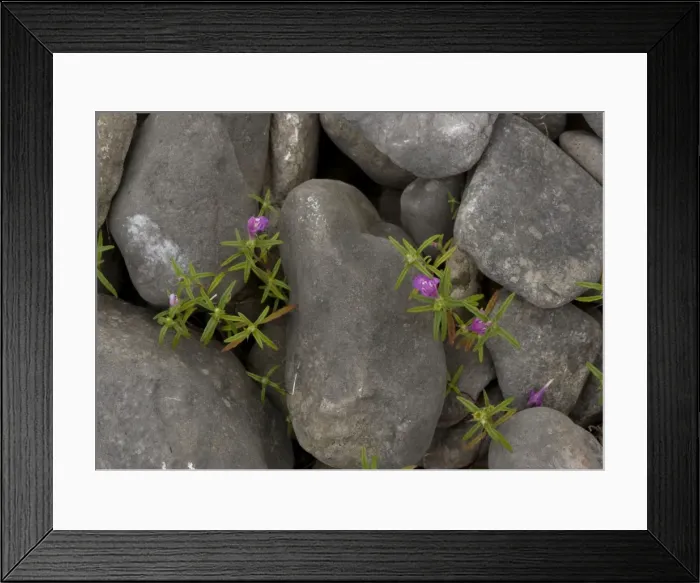Framed Print : Red-Hemp Nettle