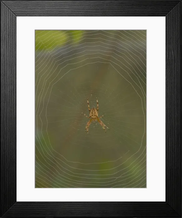 Framed Print : European Garden Spider Framed Print : European Garden Spider