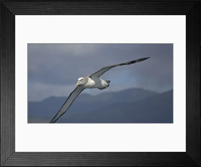 Framed Print : Salvin's albatross or mollymawk, in flight (formerly a variety of shy mollymawk); near Kaikoura, South Island, New Zealand Framed Print : Salvin's albatross or mollymawk, in flight (formerly a variety of shy mollymawk); near Kaikoura, South Island, New Zealand