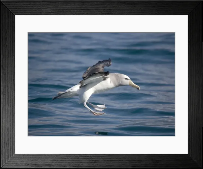 Framed Print : Salvin's Albatross / Mollymawk - in flight (formerly a variety of shy mollymawk) near Kaikoura South Island New Zealand. Also classified as Thalassarche salvini Framed Print : Salvin's Albatross / Mollymawk - in flight (formerly a variety of shy mollymawk) near Kaikoura South Island New Zealand. Also classified as Thalassarche salvini
