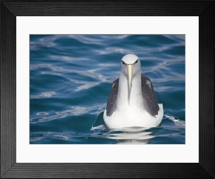 Framed Print : Salvin's albatross / Mollymawk - in flight (formerly a variety of shy mollymawk); near Kaikoura, South Island, New Zealand. Also classified as Thalassarche salvini Framed Print : Salvin's albatross / Mollymawk - in flight (formerly a variety of shy mollymawk); near Kaikoura, South Island, New Zealand. Also classified as Thalassarche salvini