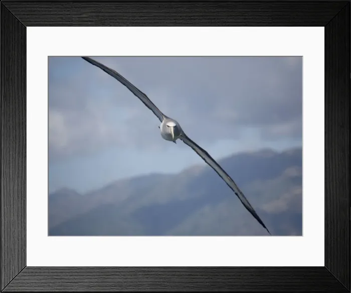 Framed Print : Salvin's albatross / Mollymawk - in flight (formerly a variety of shy mollymawk) near Kaikoura South Island New Zealand. Also classified as Thalassarche salvini Framed Print : Salvin's albatross / Mollymawk - in flight (formerly a variety of shy mollymawk) near Kaikoura South Island New Zealand. Also classified as Thalassarche salvini