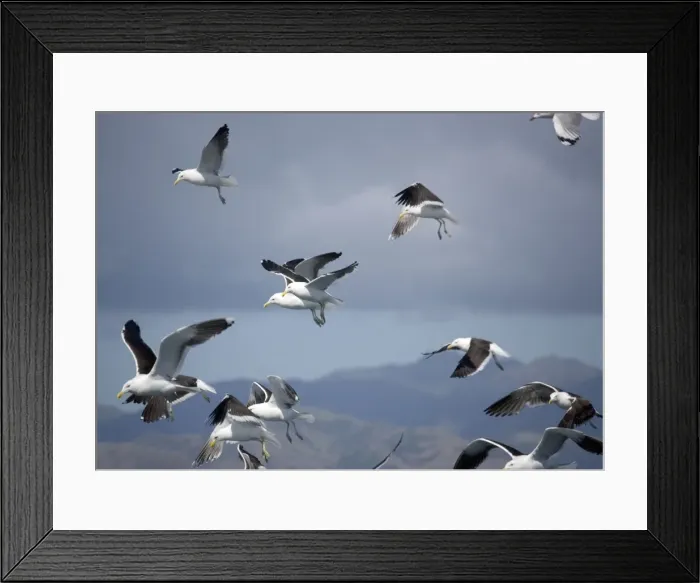 Framed Print : Kelp Gull / Dominican Gulls - In flight, New Zealand Framed Print : Kelp Gull / Dominican Gulls - In flight, New Zealand