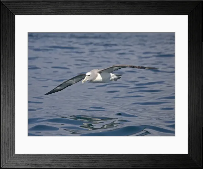 Framed Print : Salvin's albatross or mollymawk, in flight (formerly a variety of shy mollymawk); near Kaikoura, South Island, New Zealand Framed Print : Salvin's albatross or mollymawk, in flight (formerly a variety of shy mollymawk); near Kaikoura, South Island, New Zealand