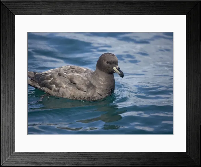 Framed Print : Westland petrel, off the coast of South Island, New Zealand. Uncommon NZ endemic Framed Print : Westland petrel, off the coast of South Island, New Zealand. Uncommon NZ endemic