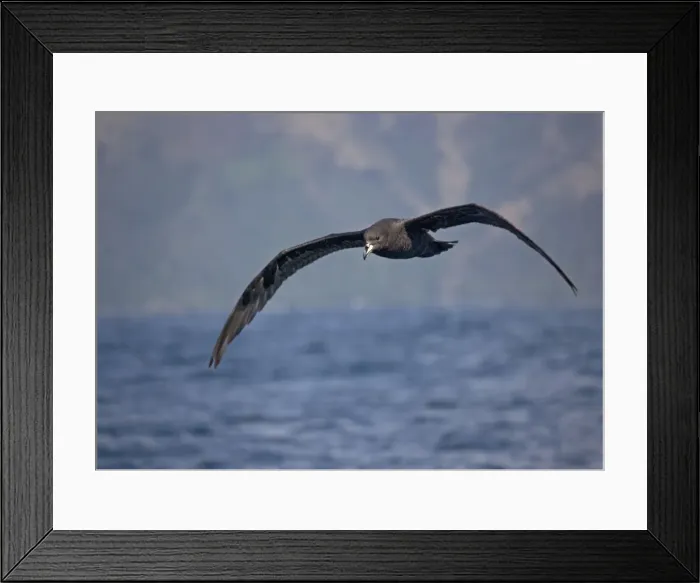 Framed Print : Westland petrel, off the coast of South Island, New Zealand. Uncommon NZ endemic Framed Print : Westland petrel, off the coast of South Island, New Zealand. Uncommon NZ endemic