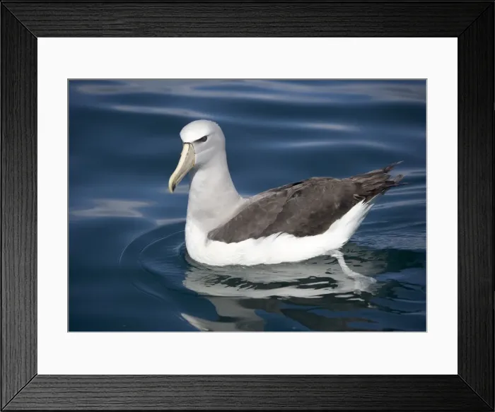 Framed Print : Salvin's albatross or mollymawk, in flight (formerly a variety of shy mollymawk); near Kaikoura, South Island, New Zealand Framed Print : Salvin's albatross or mollymawk, in flight (formerly a variety of shy mollymawk); near Kaikoura, South Island, New Zealand