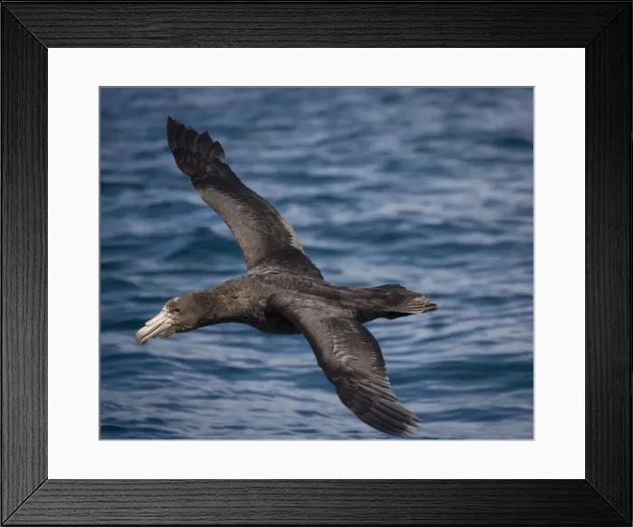 Framed Print : Northern Giant / Hall's Petrel - In flight over water Framed Print : Northern Giant / Hall's Petrel - In flight over water