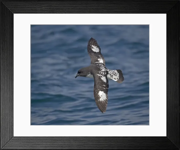 Framed Print : Snares Cape pigeon (or cape petrel) off South Island, New Zealand. In flight Framed Print : Snares Cape pigeon (or cape petrel) off South Island, New Zealand. In flight