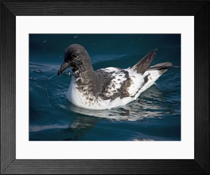 Framed Print : Snares Cape pigeon / Cape Petrel - In flight off South Island New Zealand Framed Print : Snares Cape pigeon / Cape Petrel - In flight off South Island New Zealand