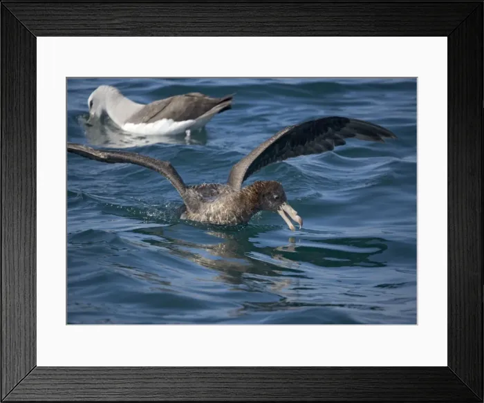 Framed Print : Giant petrel or nelly, northern form, off South Island, New Zealand. Aggressive scavenger Framed Print : Giant petrel or nelly, northern form, off South Island, New Zealand. Aggressive scavenger