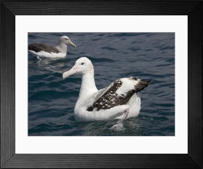 Framed Print : Wandering albatross; off South Island, New Zealand Framed Print : Wandering albatross; off South Island, New Zealand