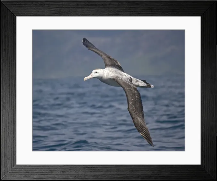 Framed Print : Wandering albatross; off South Island, New Zealand. In flight Framed Print : Wandering albatross; off South Island, New Zealand. In flight