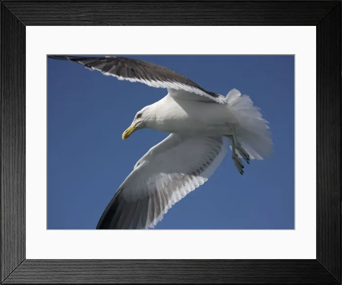 Framed Print : Kelp gull (= New Zealand black-backed gull) in flight, off Kaikoura; South Island, New Zealand Framed Print : Kelp gull (= New Zealand black-backed gull) in flight, off Kaikoura; South Island, New Zealand
