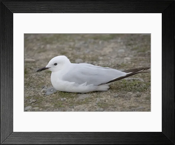 Framed Print : Black-billed gull; South Island, New Zealand. Endemic Framed Print : Black-billed gull; South Island, New Zealand. Endemic