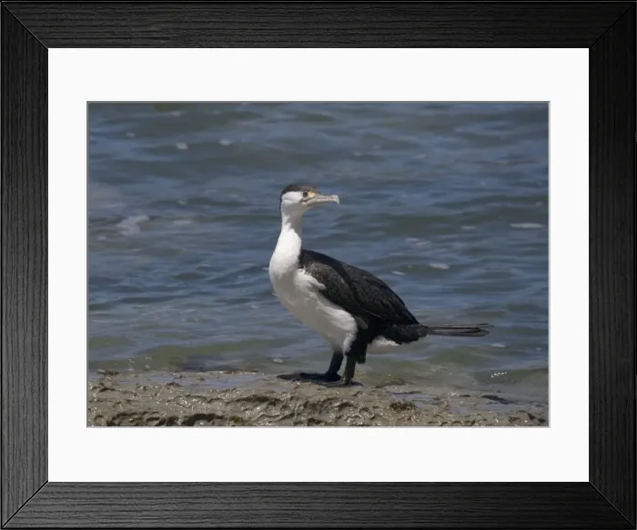 Framed Print : Pied shag; South Island, New Zealand Framed Print : Pied shag; South Island, New Zealand
