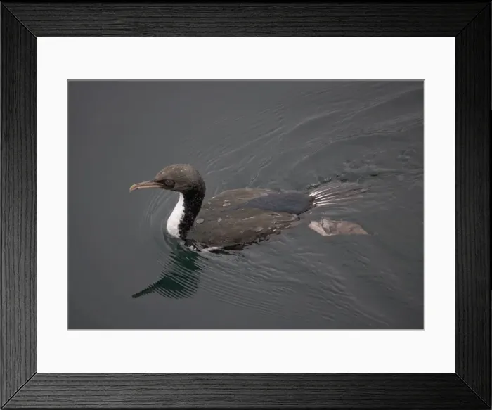 Framed Print : Stewart Island shag, just surfaced. Stewart Island, New Zealand. Endemic Framed Print : Stewart Island shag, just surfaced. Stewart Island, New Zealand. Endemic