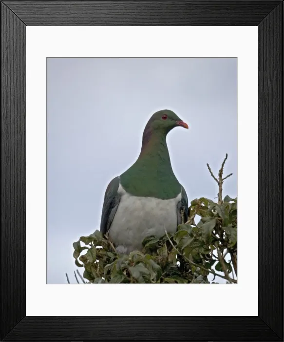 Framed Print : New Zealand Pigeon, New Zealand. Endemic Framed Print : New Zealand Pigeon, New Zealand. Endemic