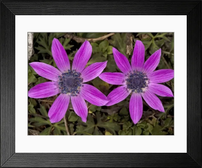 Framed Print : Peacock anemones Framed Print : Peacock anemones