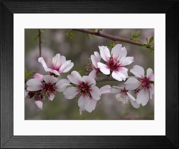 Framed Print : Almond blossom, in late winter. Also known as Prunus amygdalus Framed Print : Almond blossom, in late winter. Also known as Prunus amygdalus